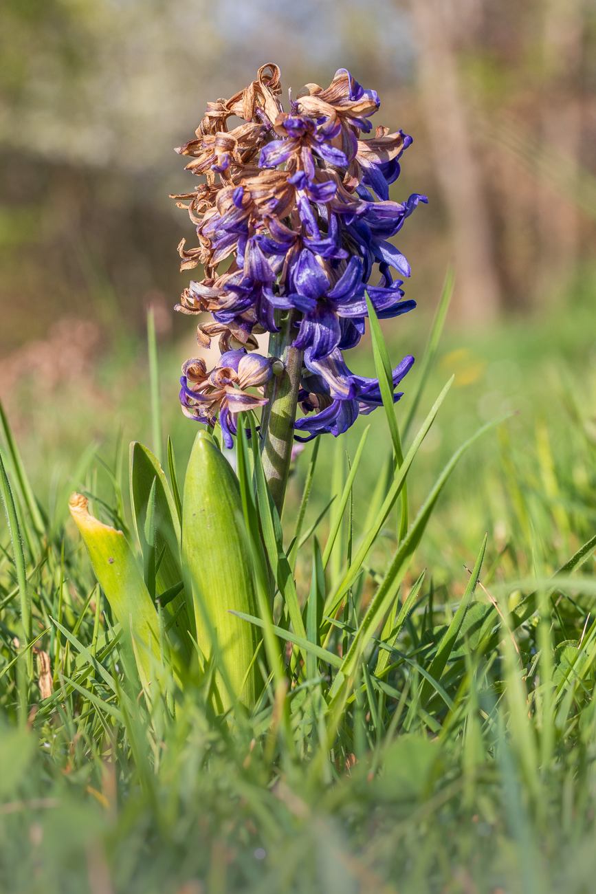 Gemeine Hyazinthe [Hyacinthus orientalis]