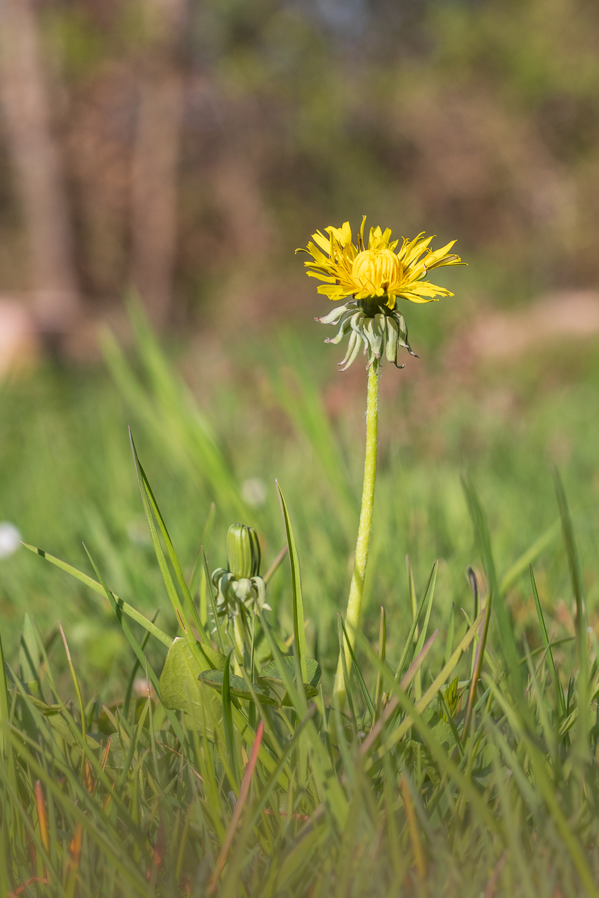 Geröteter Löwenzahn [Taraxacum rubicundum]