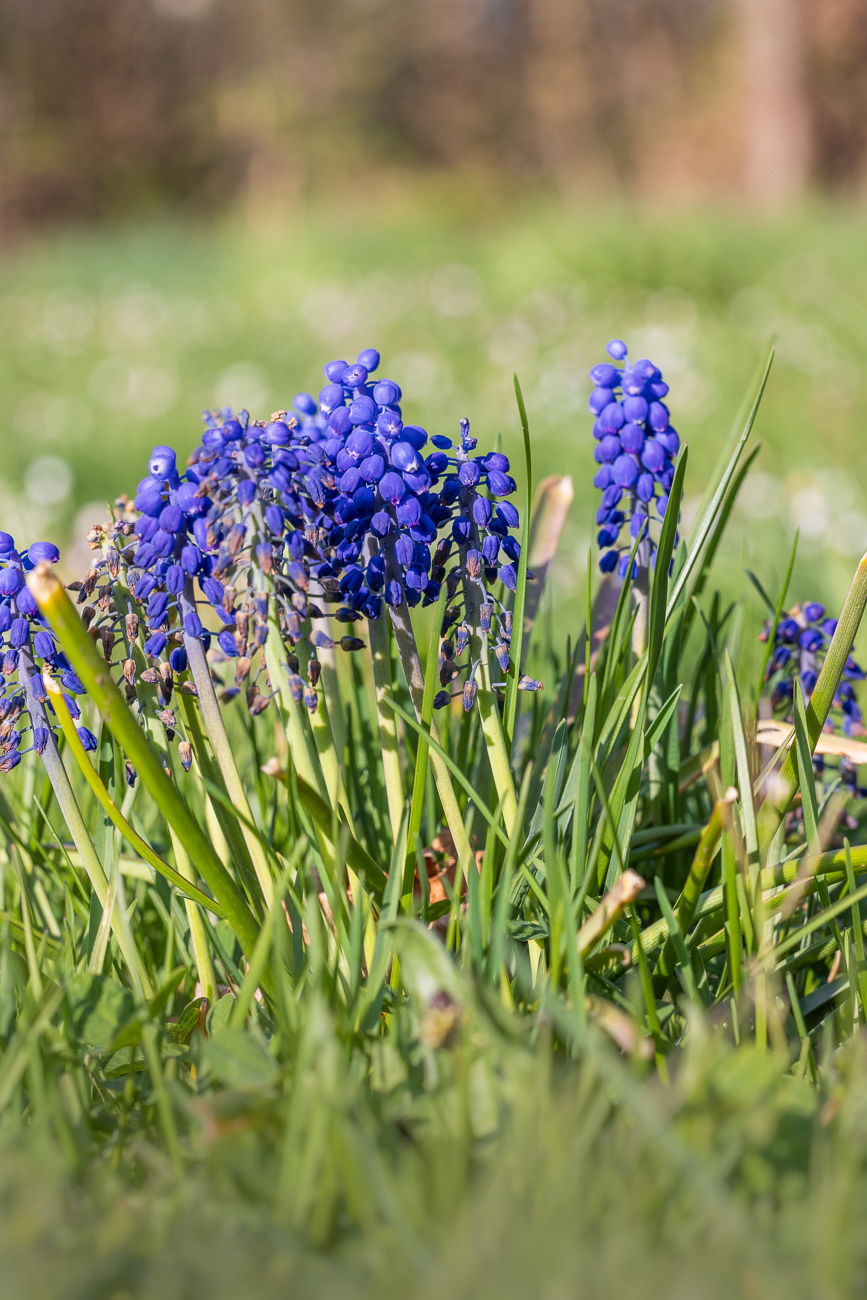 Armenische Traubenhyazinthe [Muscari armeniacum]