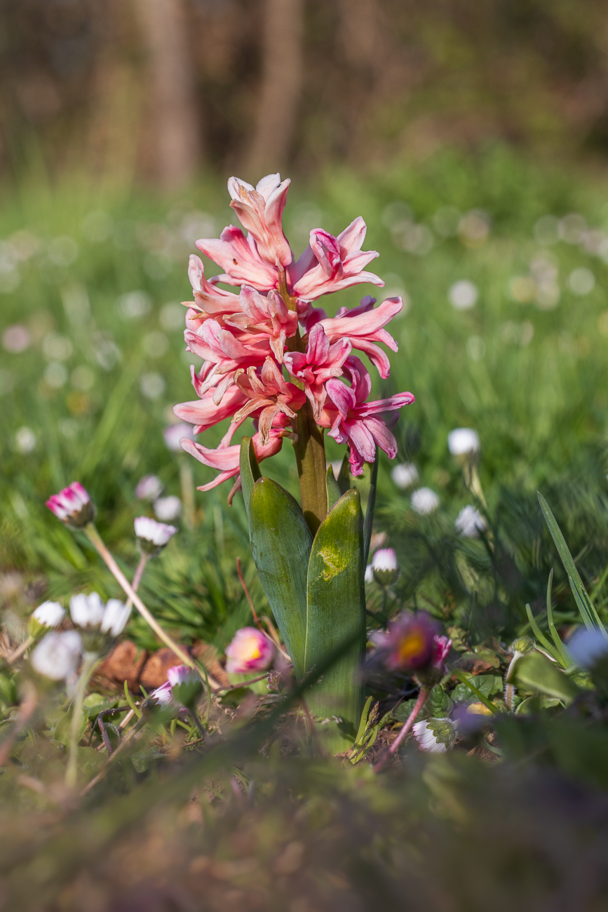 Gemeine Hyazinthe [Hyacinthus orientalis]
