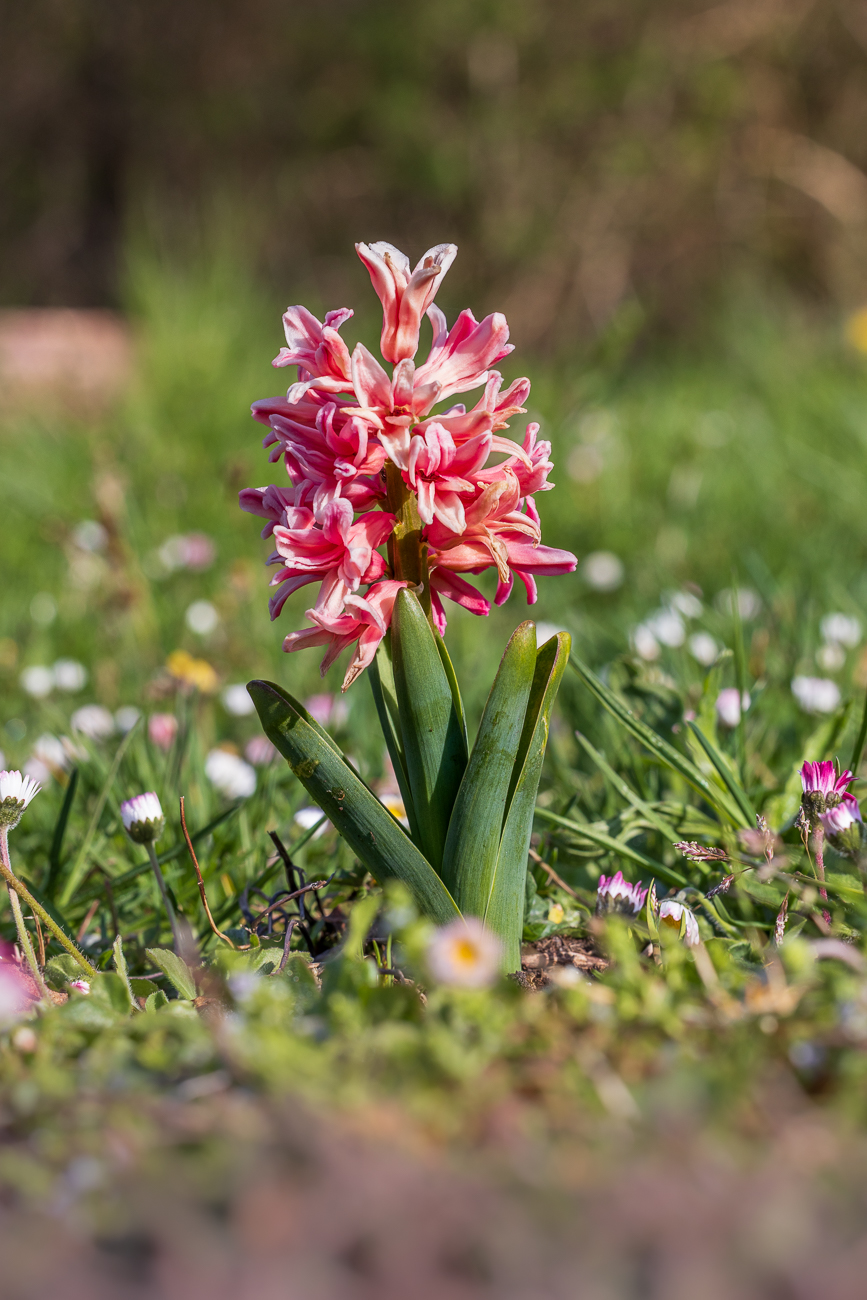 Gemeine Hyazinthe [Hyacinthus orientalis]