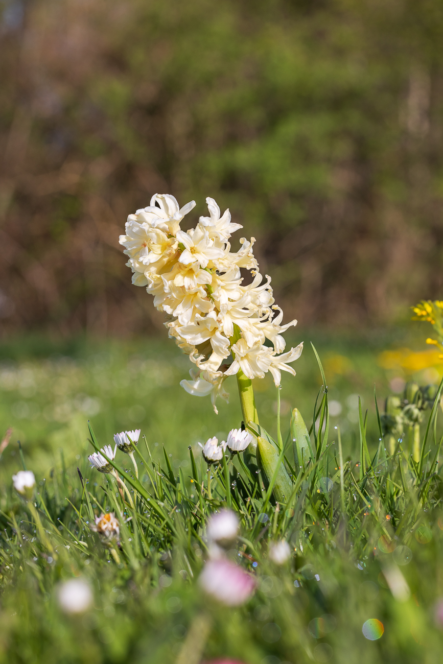 Gemeine Hyazinthe [Hyacinthus orientalis]