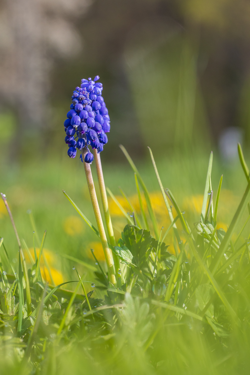 Armenische Traubenhyazinthe [Muscari armeniacum]