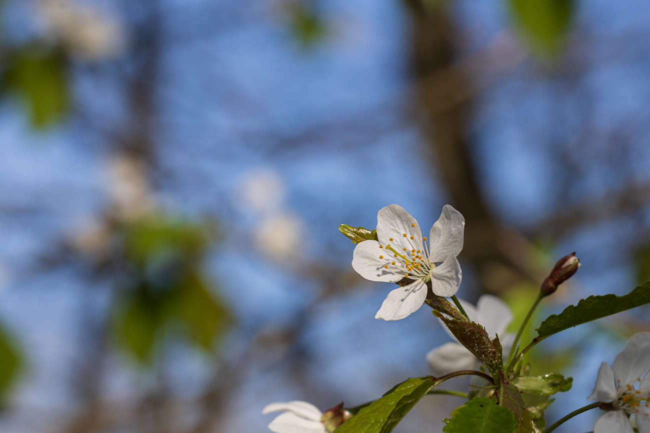 Sauerkirsche [Prunus cerasus]