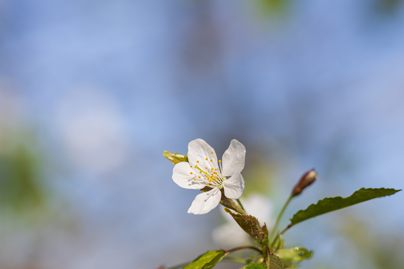 Sauerkirsche [Prunus cerasus]