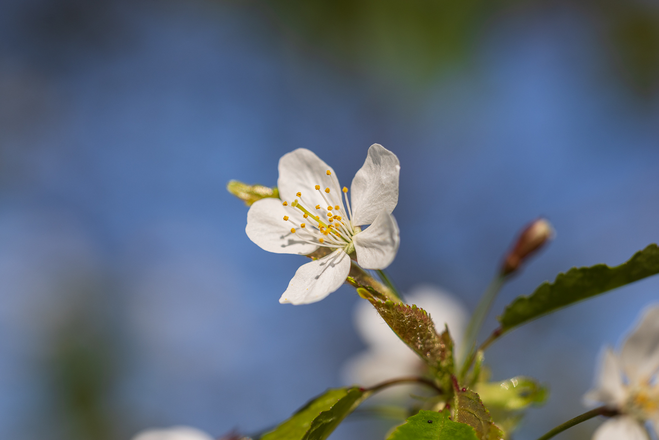Sauerkirsche [Prunus cerasus]