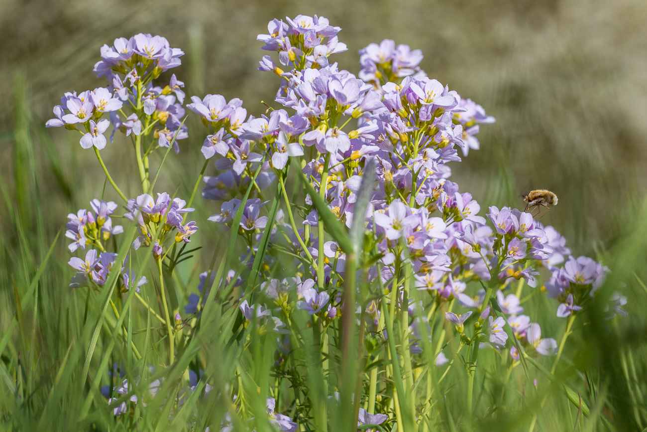 Wiesenschaumkraut [Cardamine pratensis]