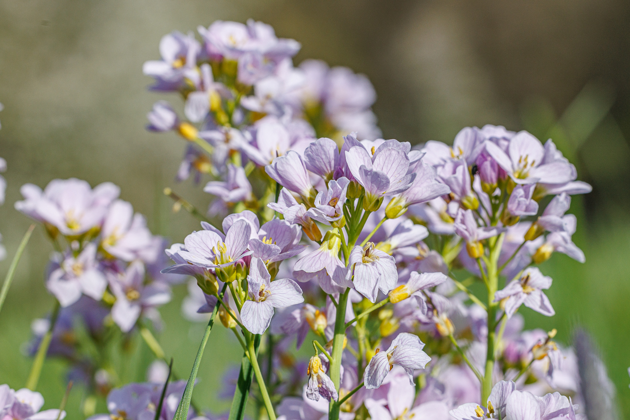 Wiesenschaumkraut [Cardamine pratensis]