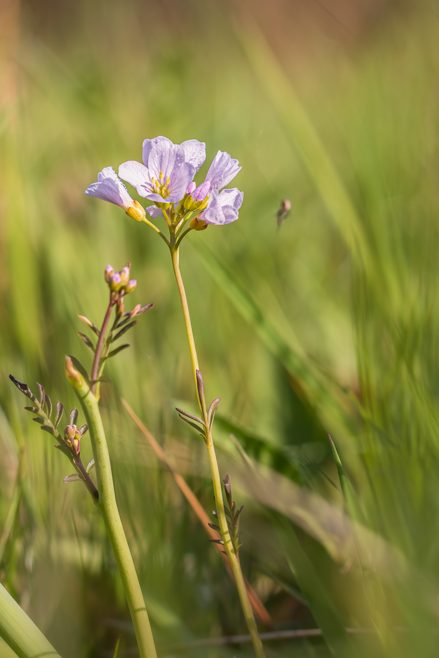 Wiesenschaumkraut [Cardamine pratensis]