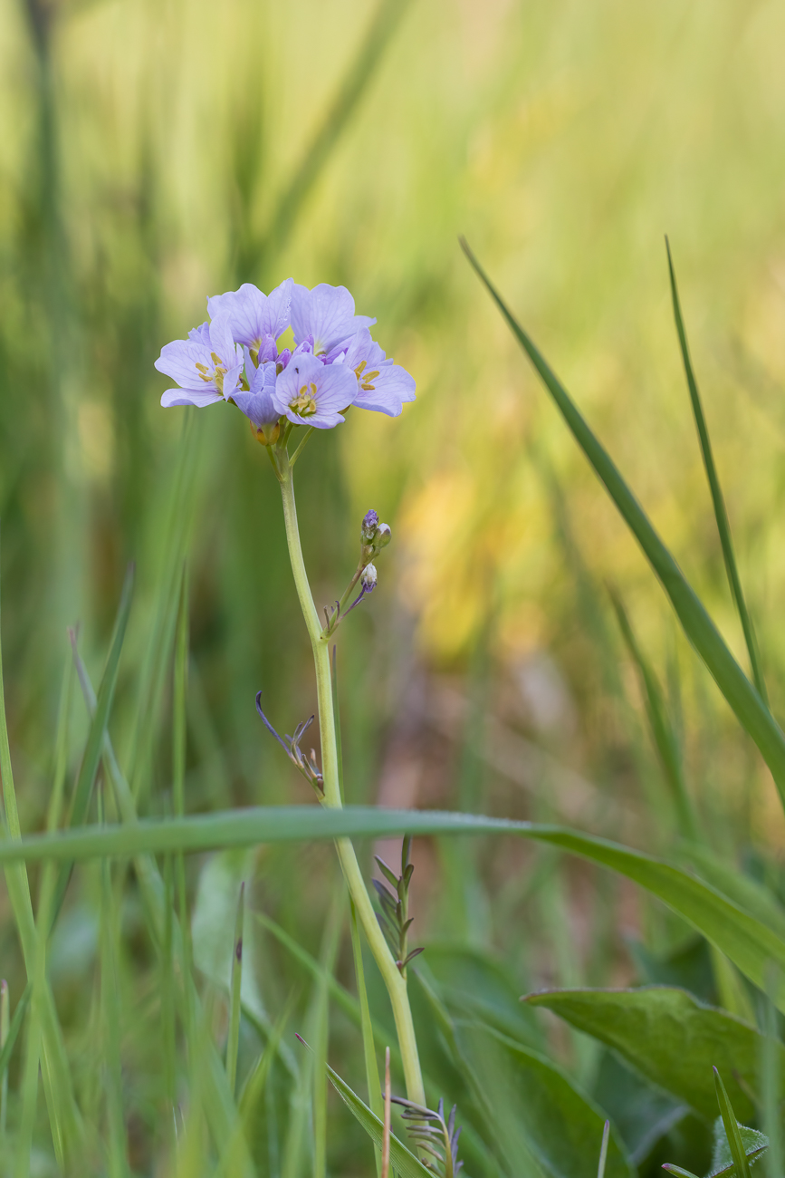 Wiesenschaumkraut [Cardamine pratensis]