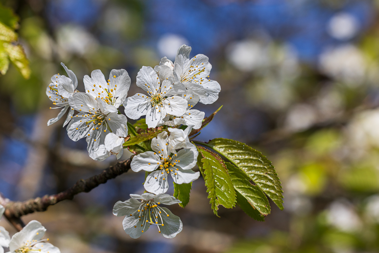 Sauerkirsche [Prunus cerasus]