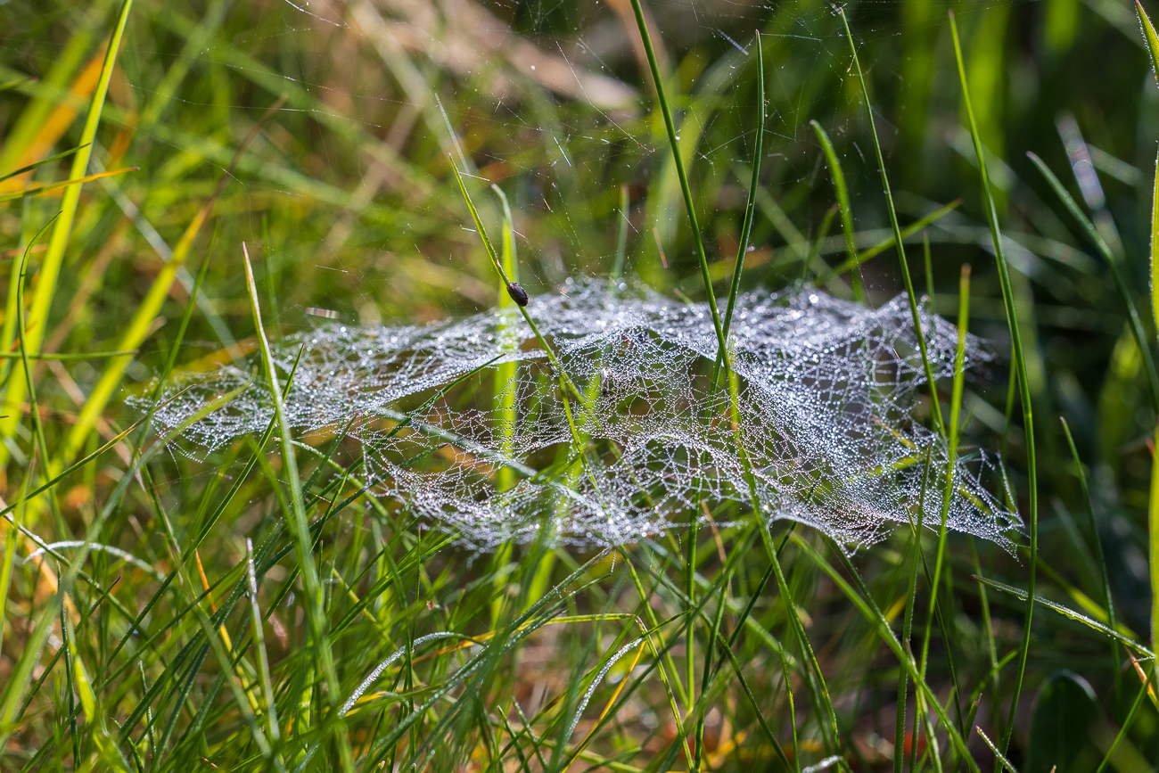 Ob dies ein Netz der Baldachinspinne ist? Die kommen normalerweise erst im Spätsommer/Herbst vor