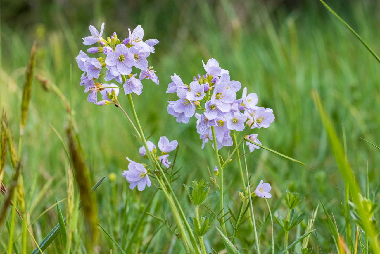 Wiesenschaumkraut [Cardamine pratensis]