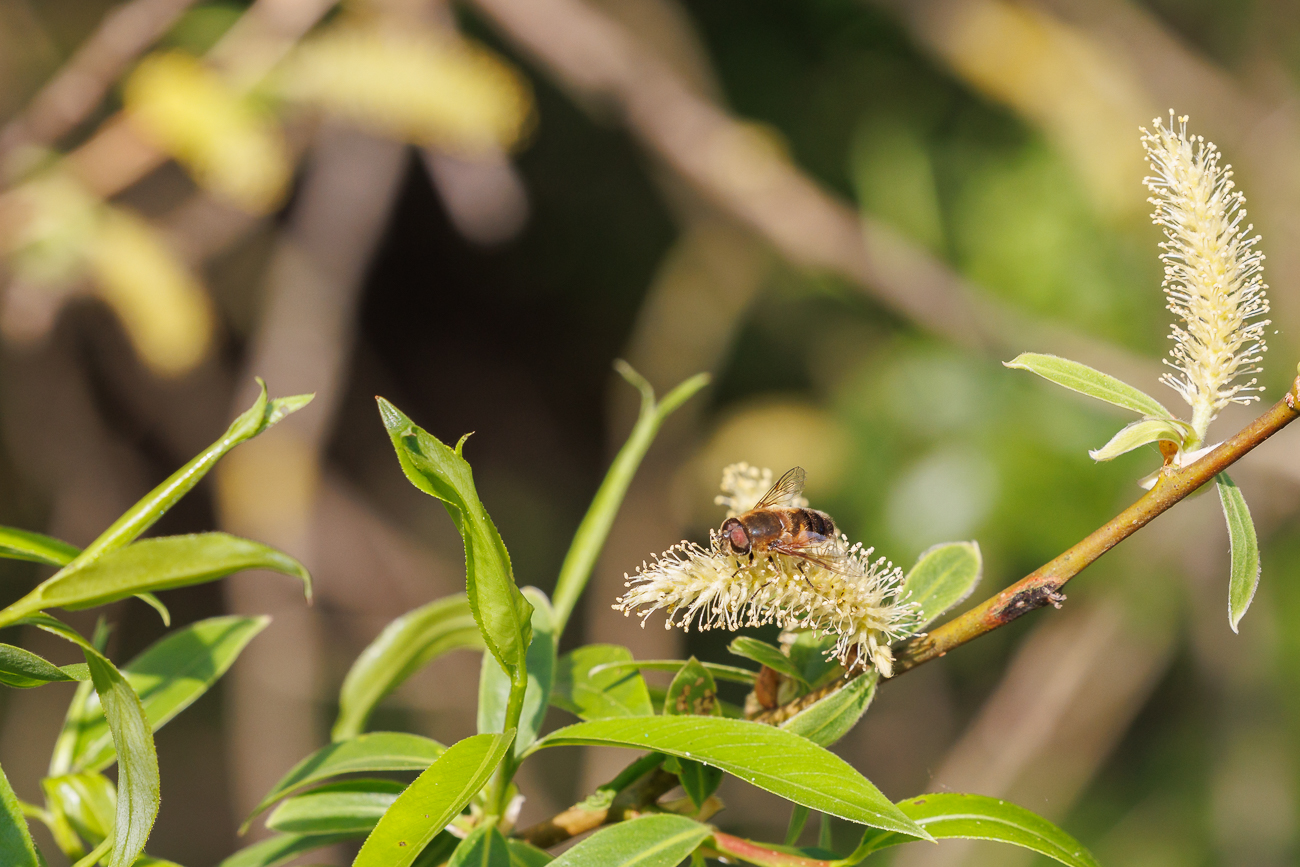 Dreimännige Weide [Salix trianda] mit Besuch