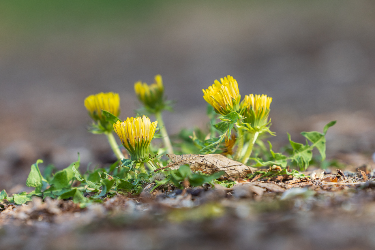 Sandlöwenzahn [Taraxacum erythrosperum]