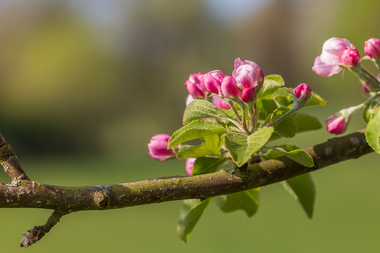 Apfel [Malus domestica]