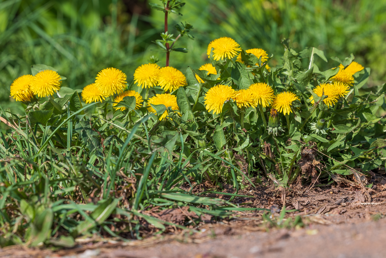 Löwenzahn [Taraxacum campylodes]