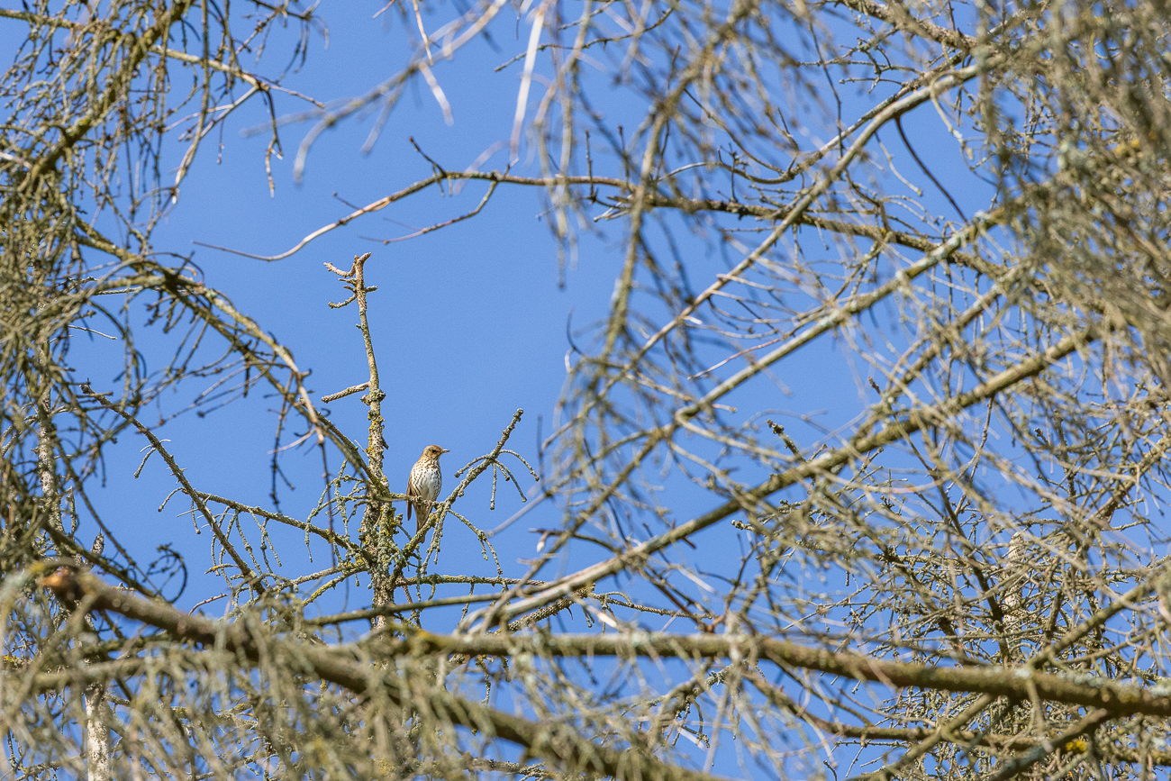 Singdrossel [Turdus philomelos]