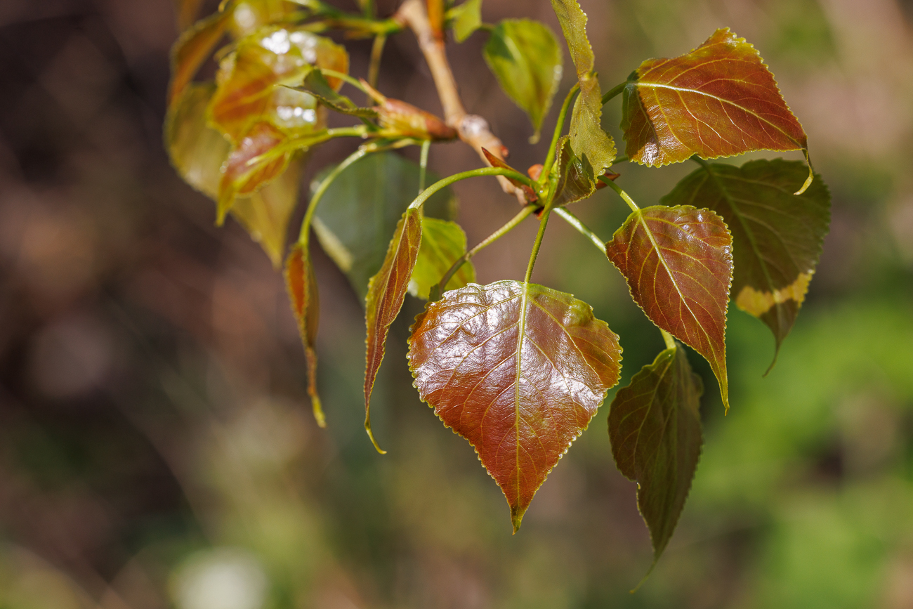 Bastard-Schwarz-Pappel [Populus x canadensis Moench]