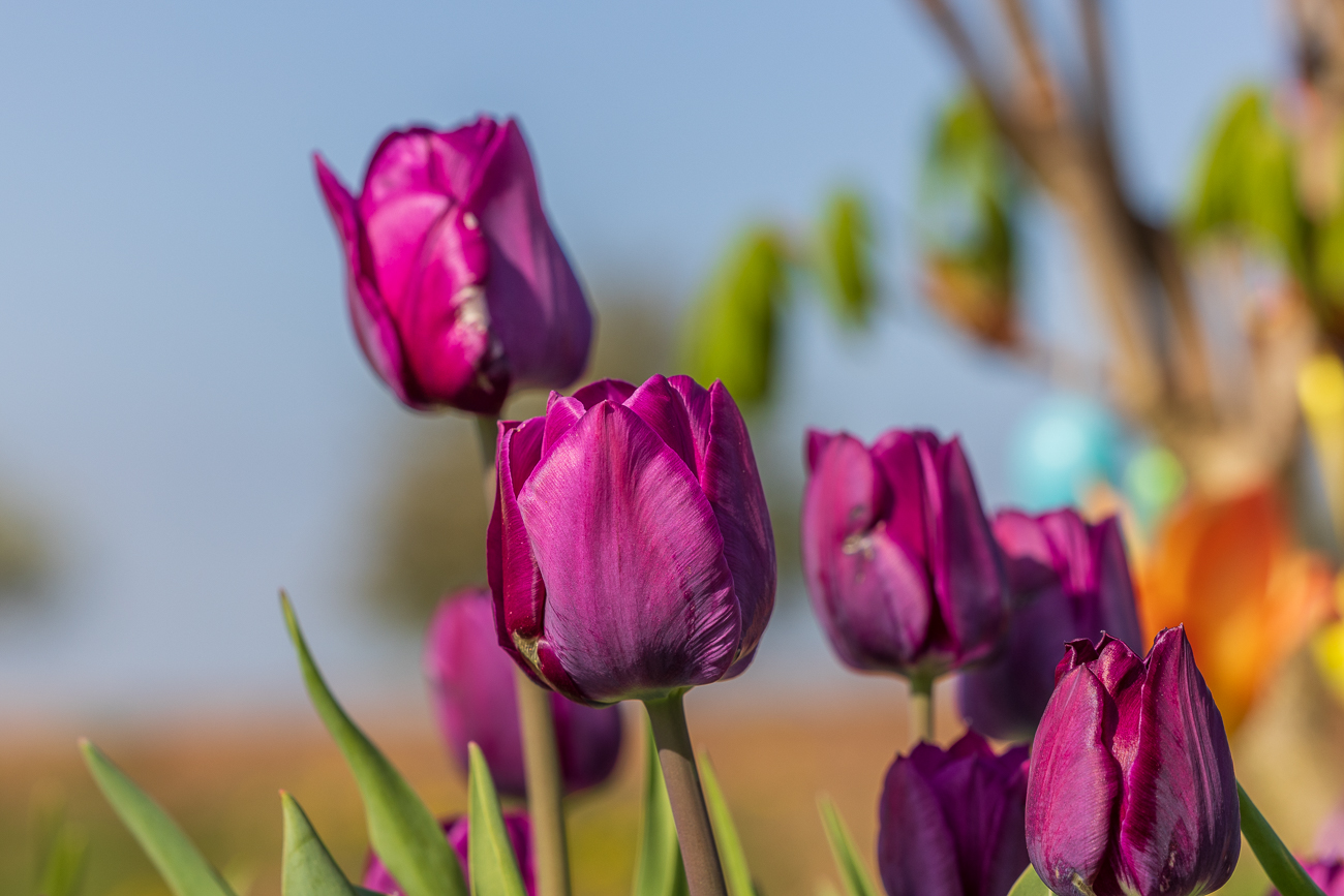 Garten-Tulpe [Tulipa gesneriana]