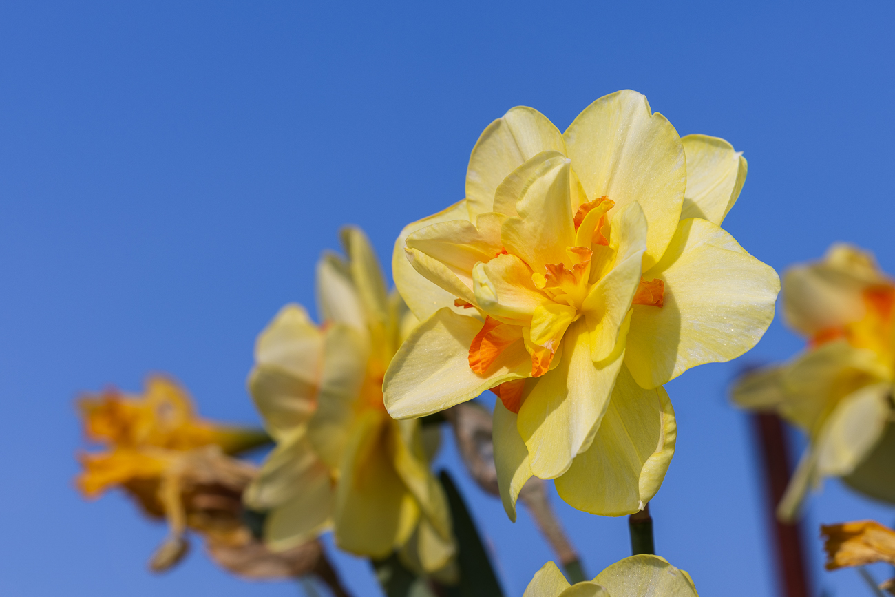 Osterglocke [Narcissus spp.]