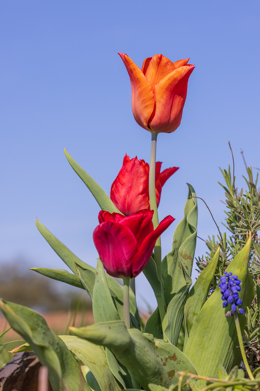 Garten-Tulpe [Tulipa gesneriana]