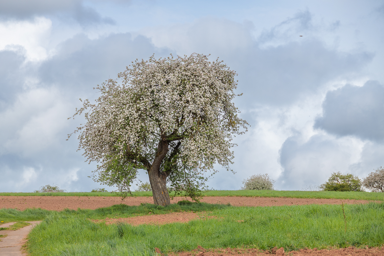 Birnbaum [Pyrus communis]