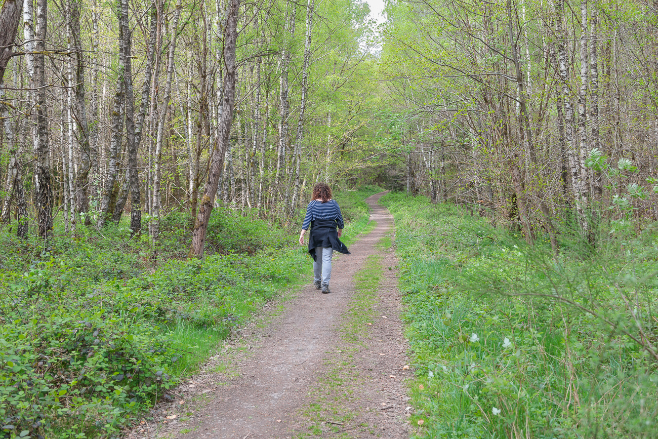 Weg durch den Stennweiler Wald