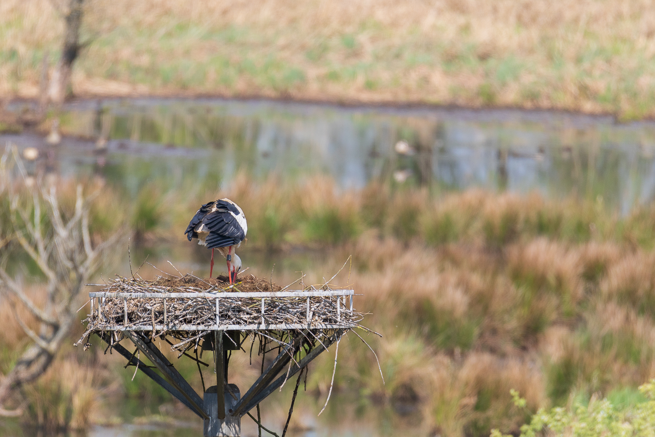 Dieses Nest wird gerade gut ausgepolstert ...