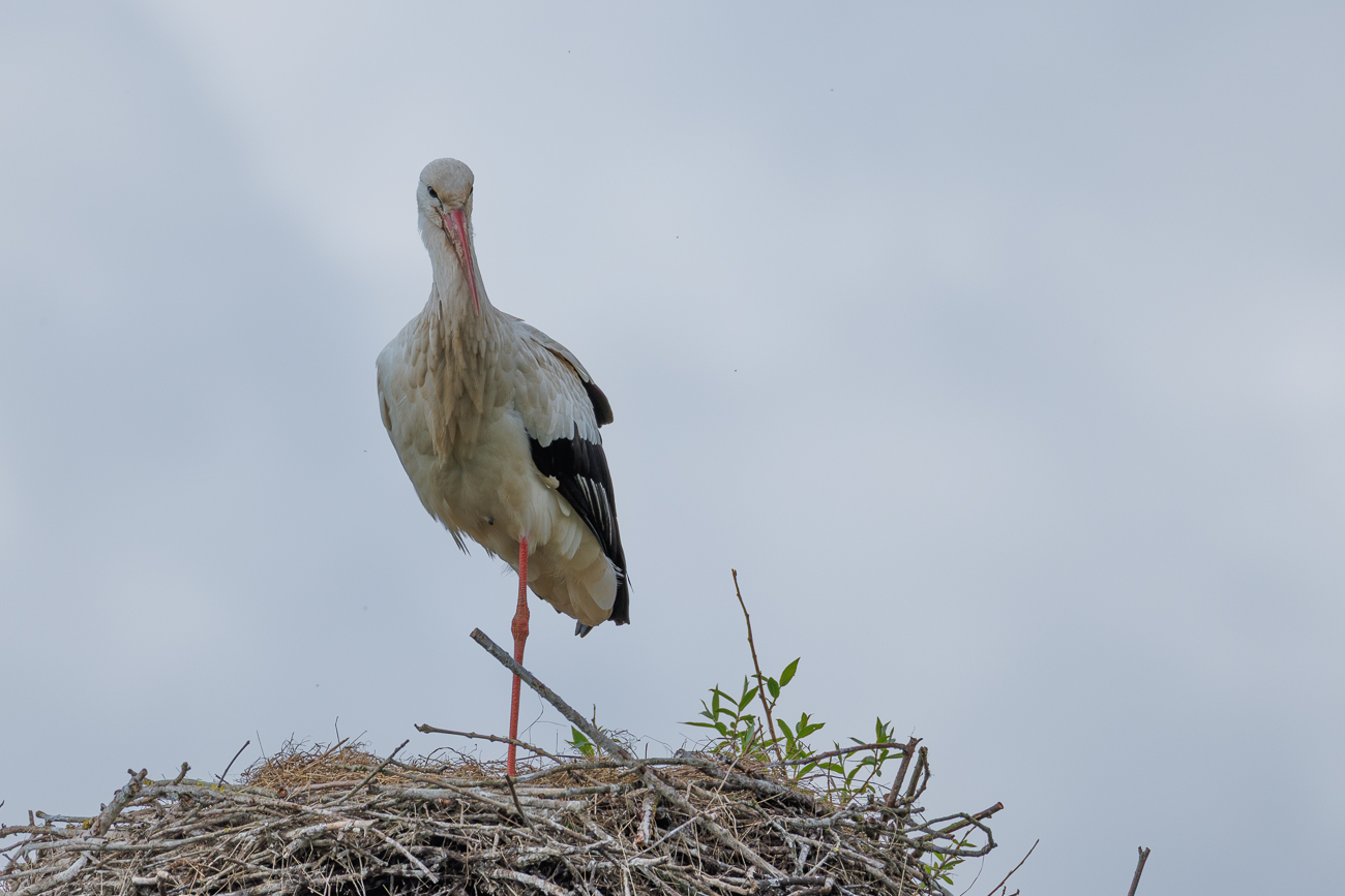 Addi auf seinem Nest