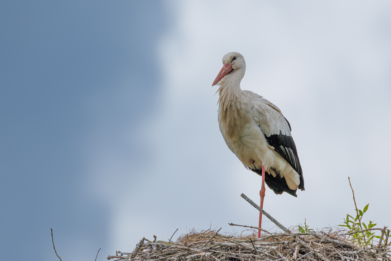 Addi auf seinem Nest