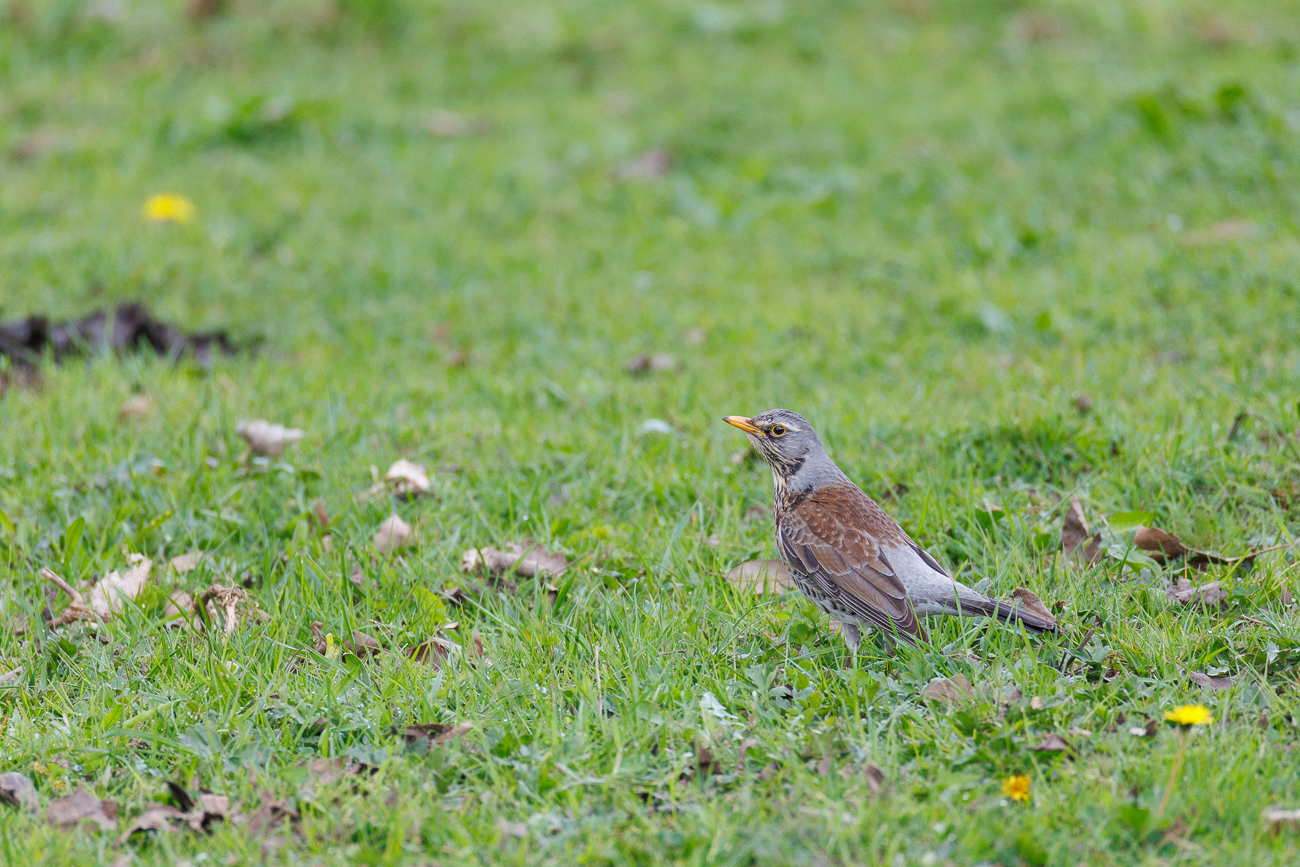 Wacholderdrossel [Turdus pilaris]