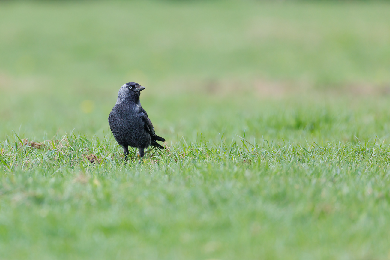 Dohle [Corvus monedula]