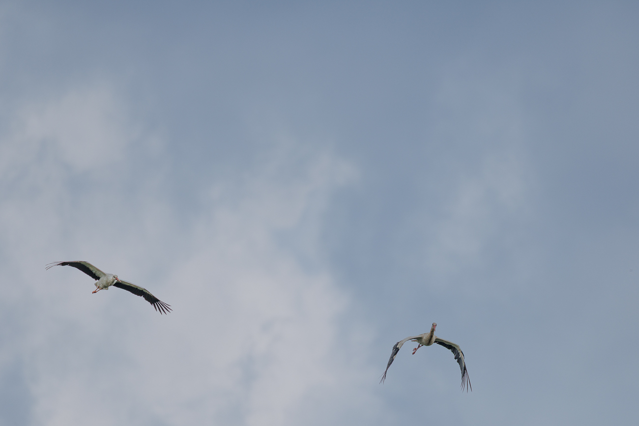 Weißstörche beim Überflug