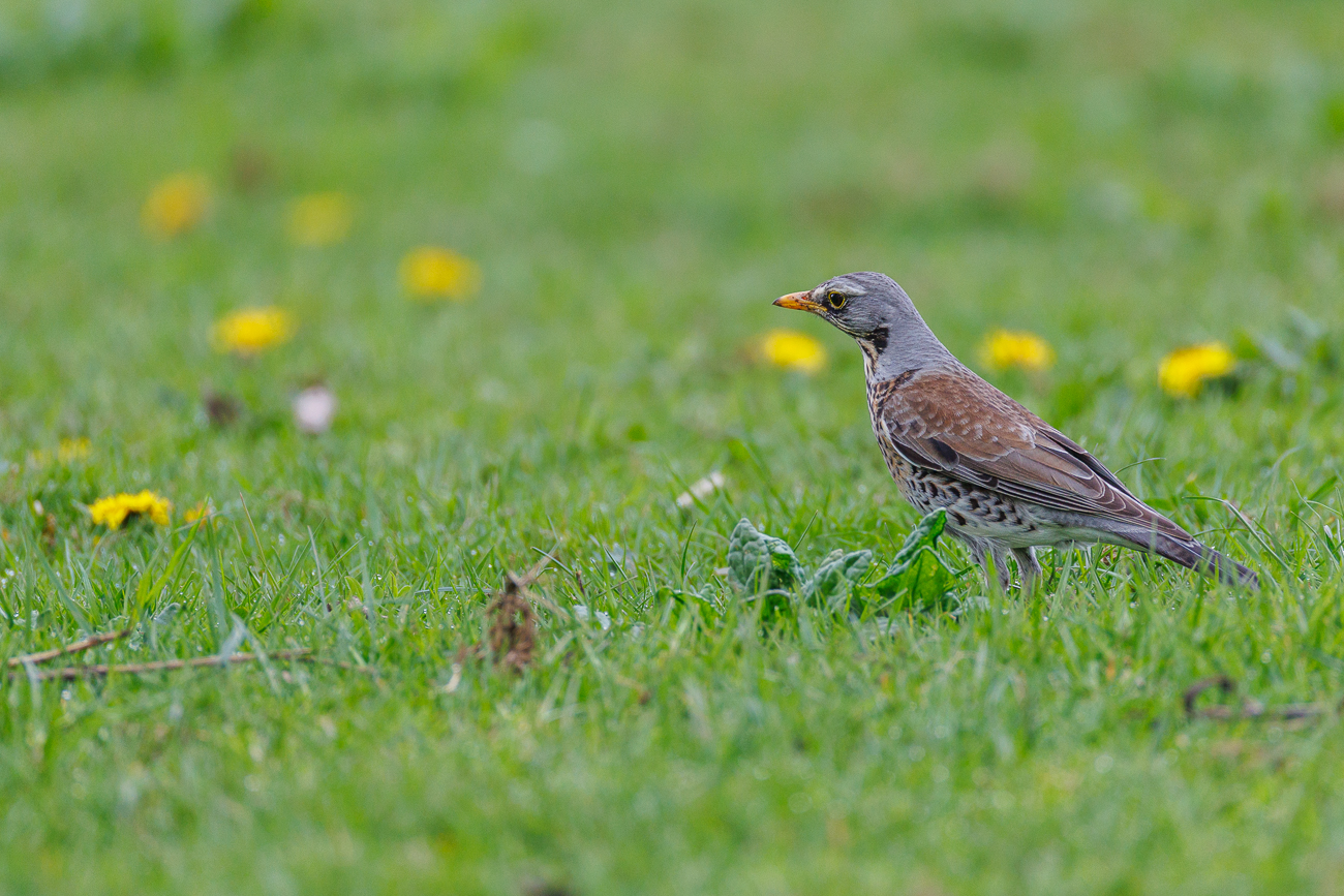 Wacholderdrossel [Turdus pilaris]