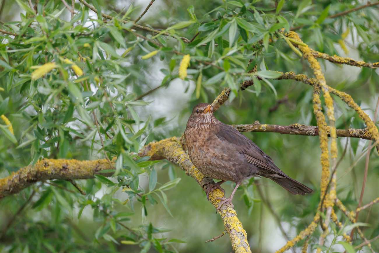 Amsel [Turdus merula] ♀