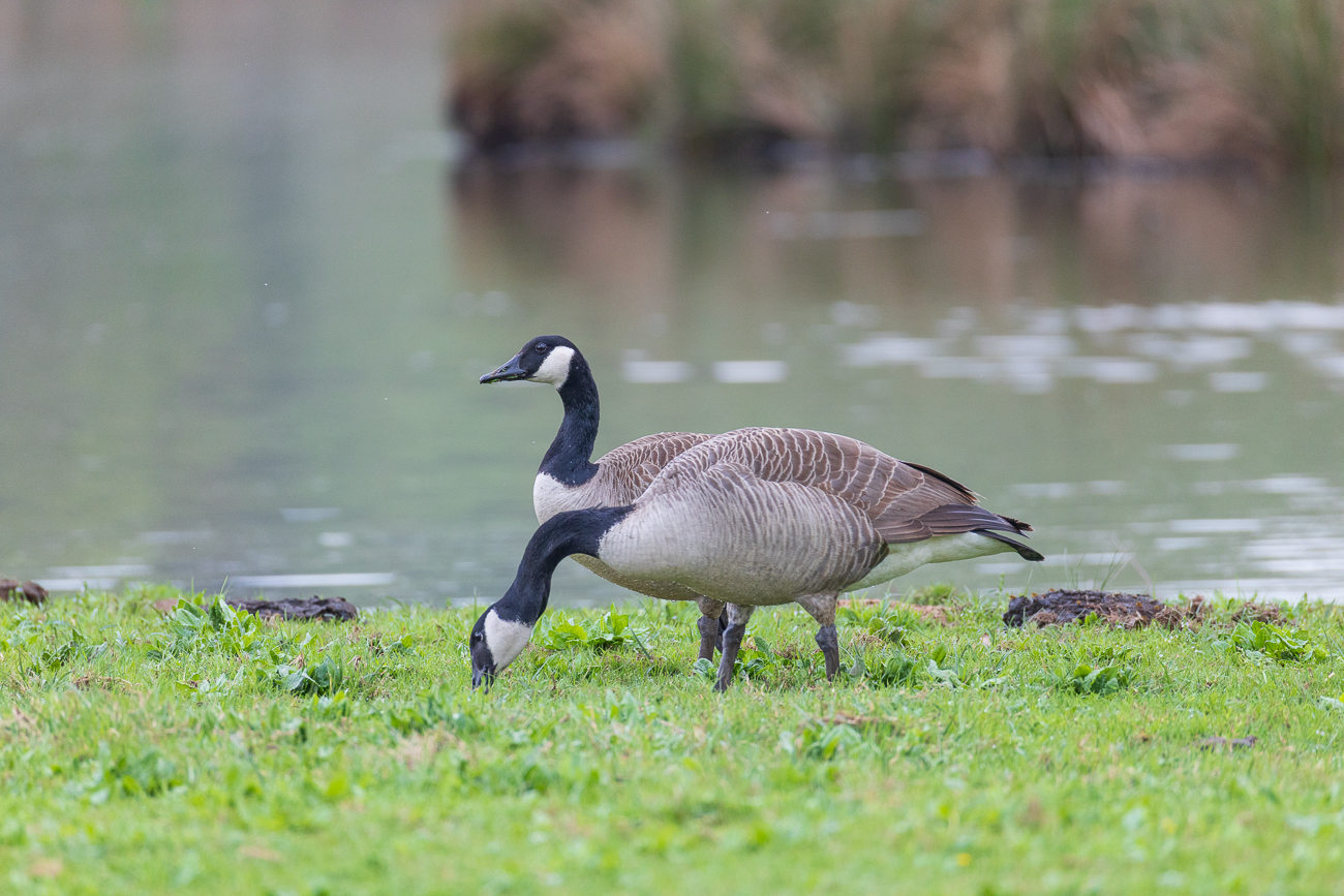 Kanadagänse [Branta canadensis]