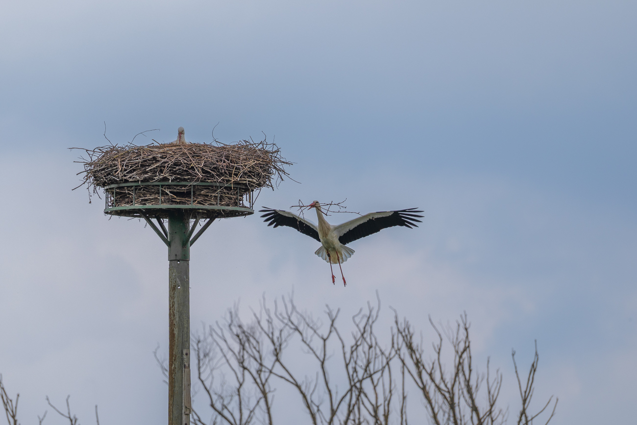 ... zum Nest hinauf ...