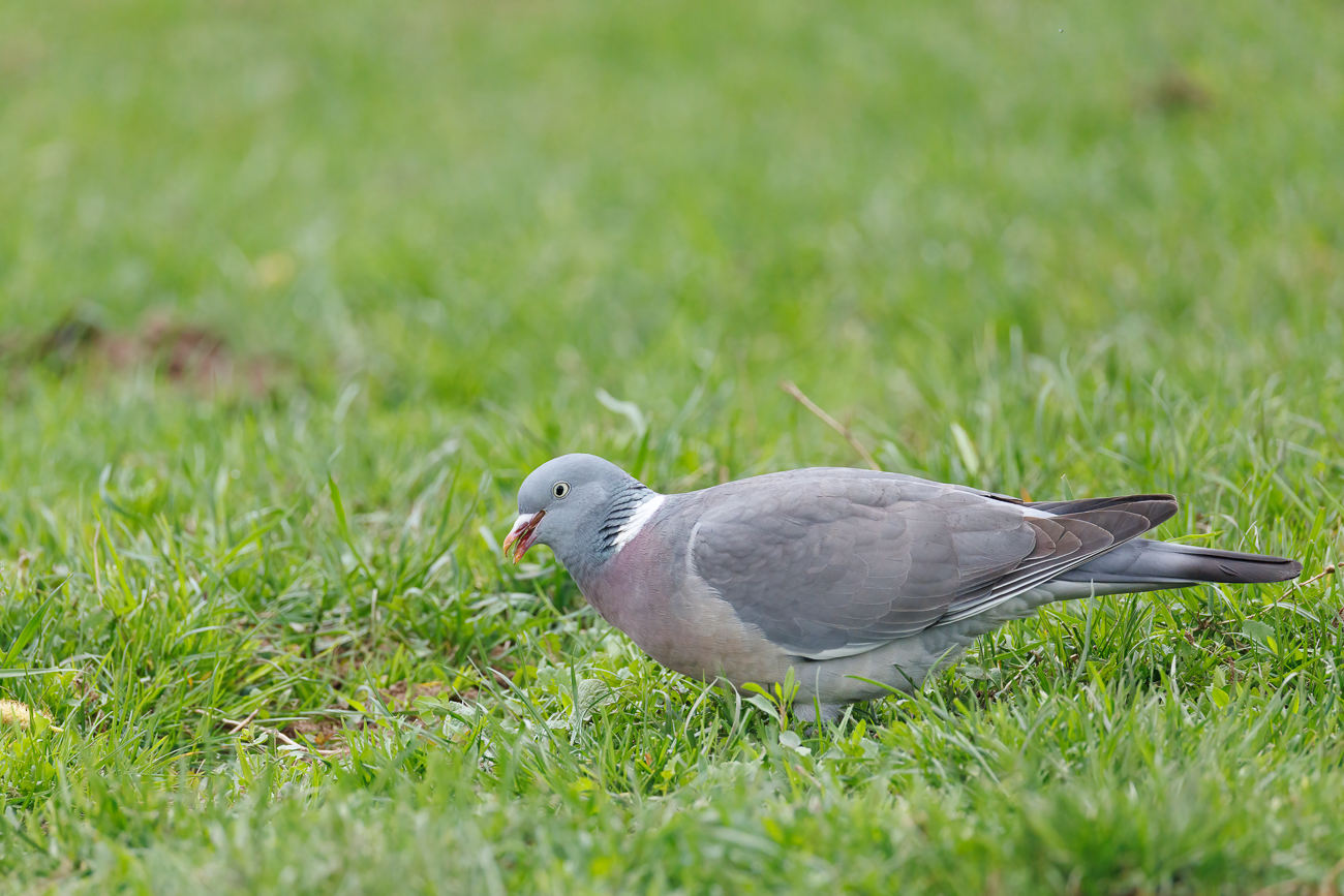 Ringeltaube [Columba palumbus]