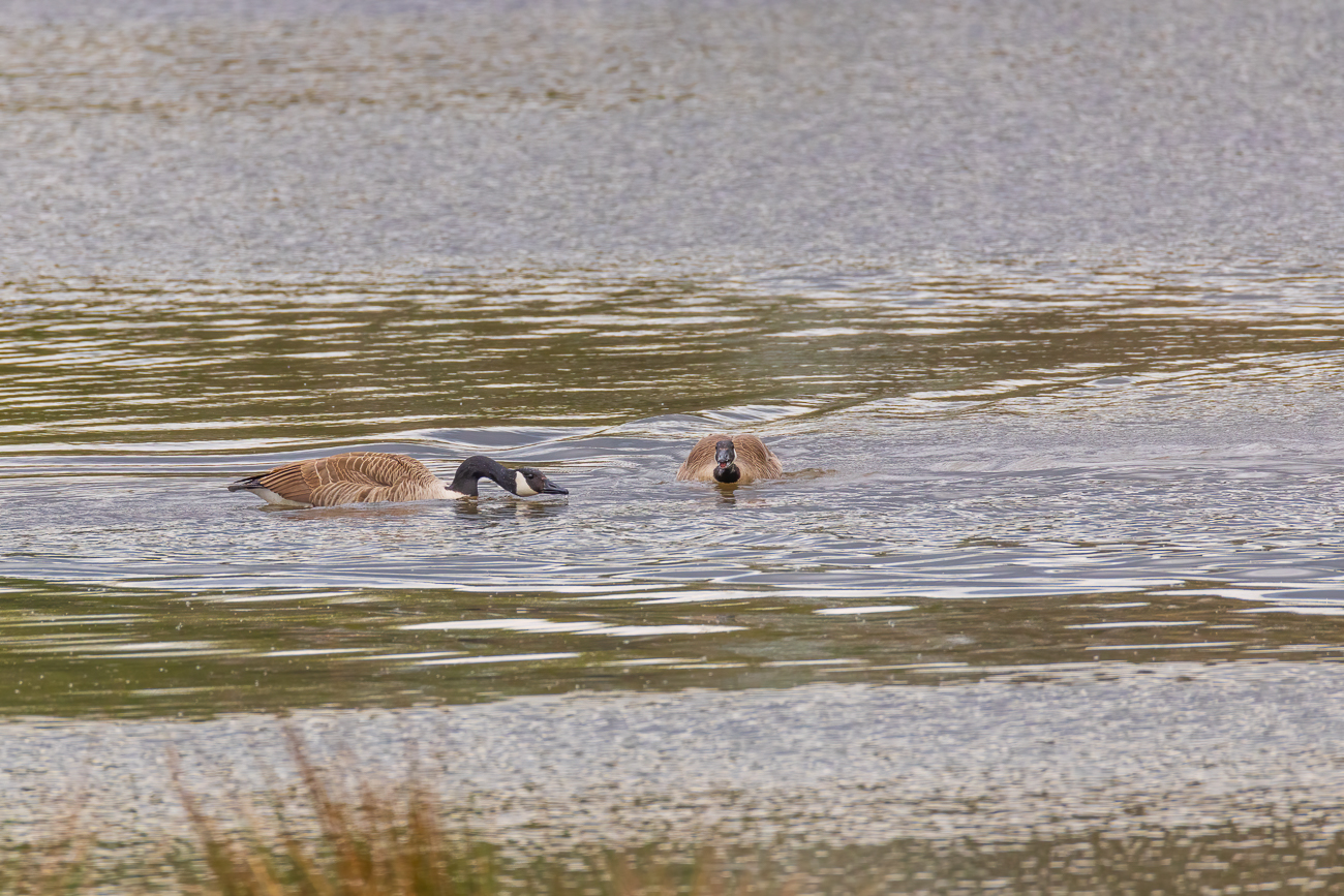 Kanadagänse [Branta canadensis] am streiten