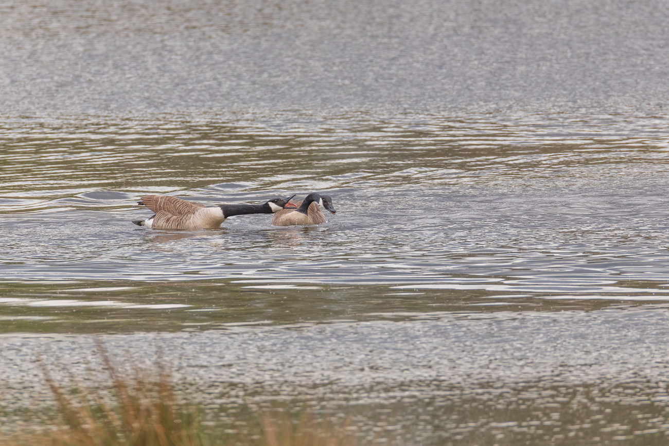 Kanadagänse [Branta canadensis] am streiten