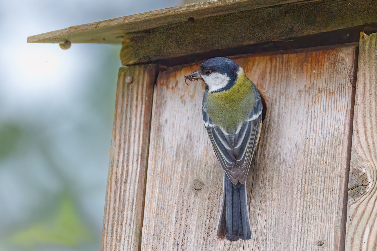 Kohlmeise [Parus major] am Nistkasten
