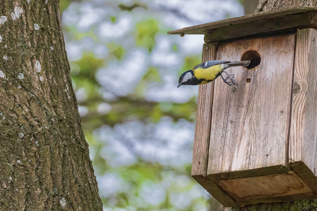 In die Tiefe stürzen