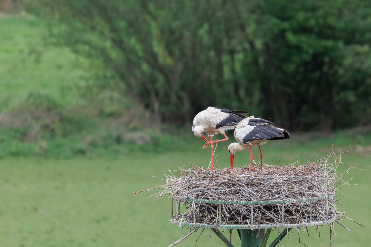 Körper- und Nestpflege
