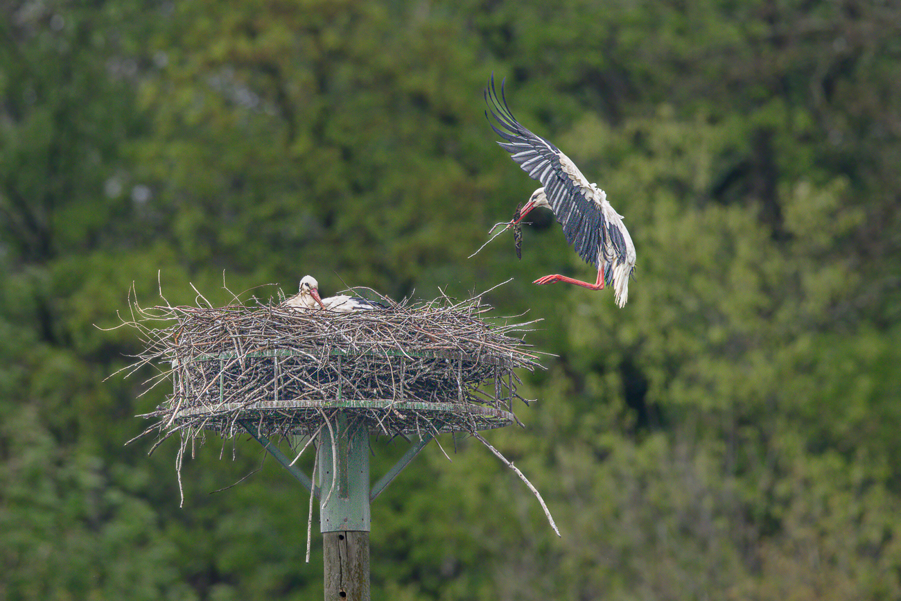 ... und bringt es zu seinem Nest