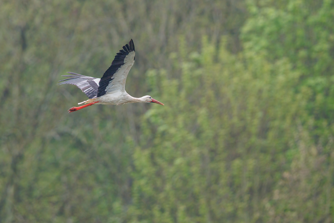 ... fliegt er schon wieder davon