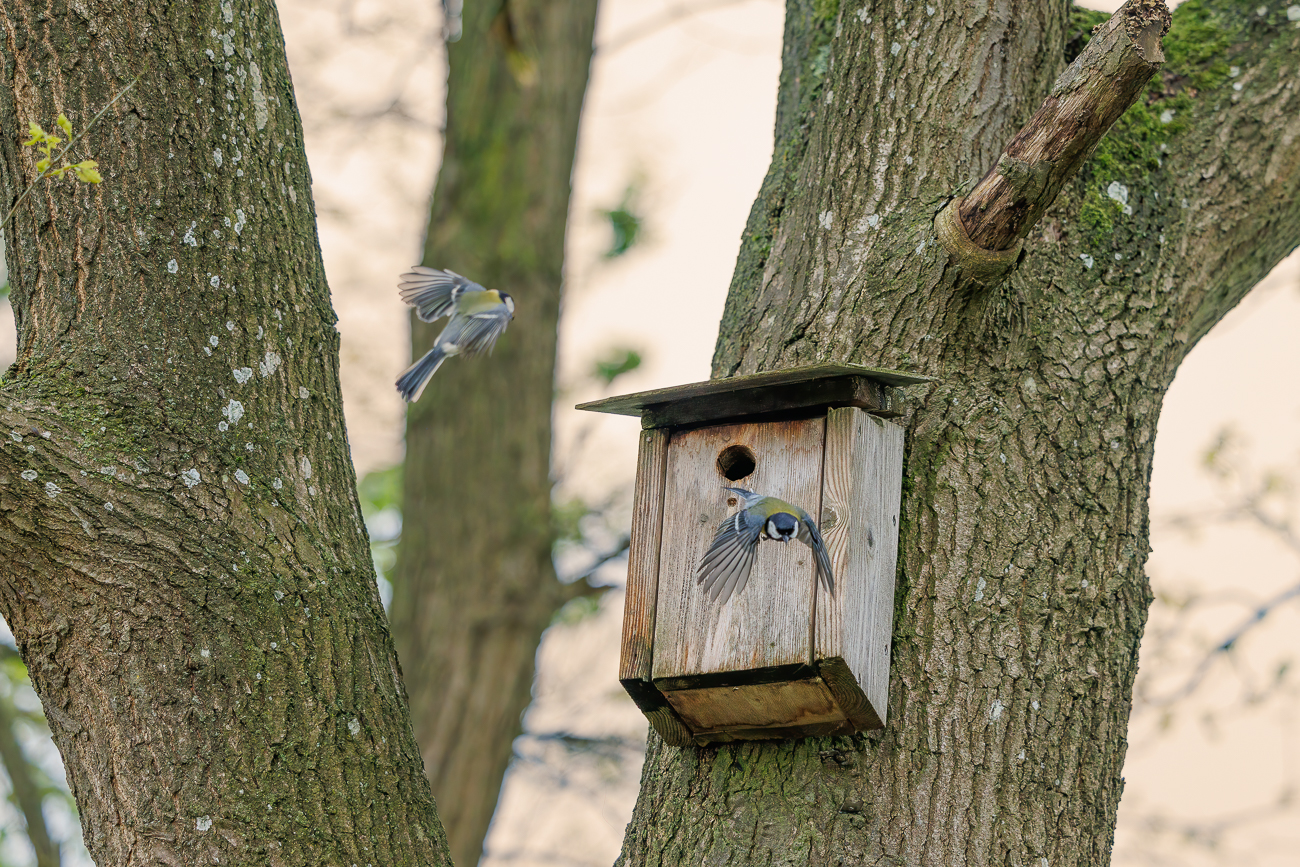 Während eines der Tiere gerade mit Futter ankommt ...