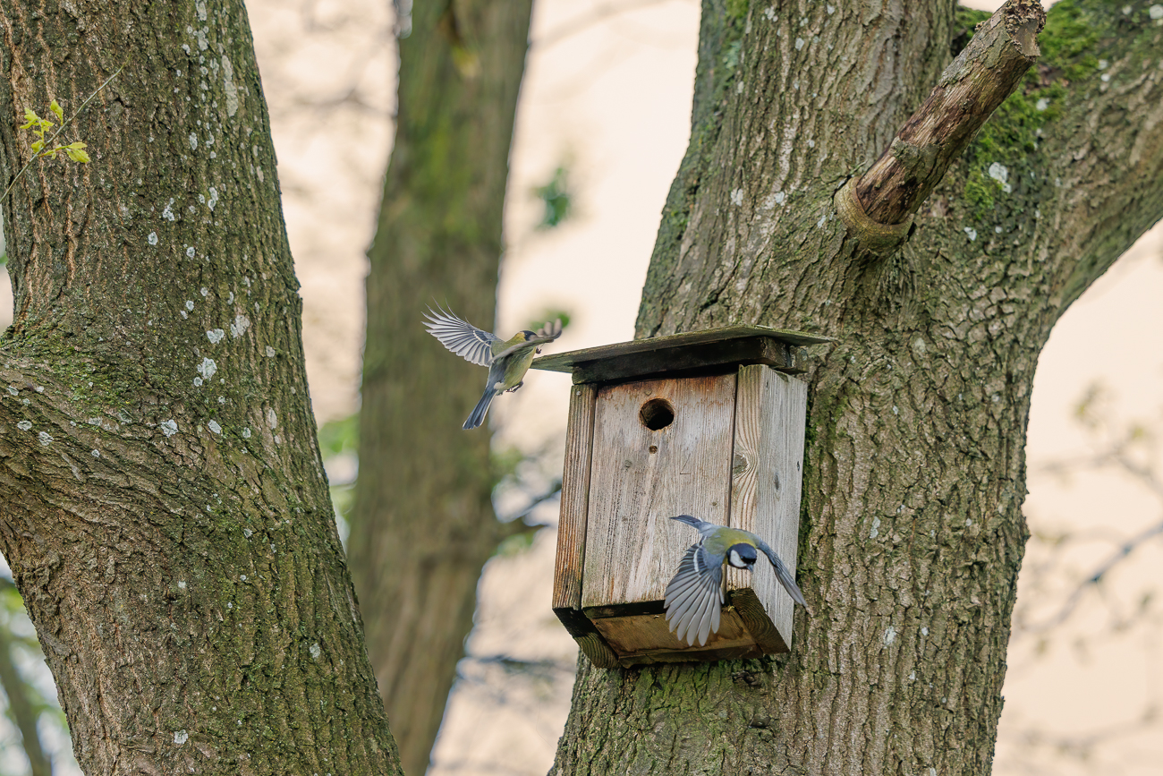 ... ist der Partner/die Partnerin schon wieder auf dem Weg zur Futtersuche