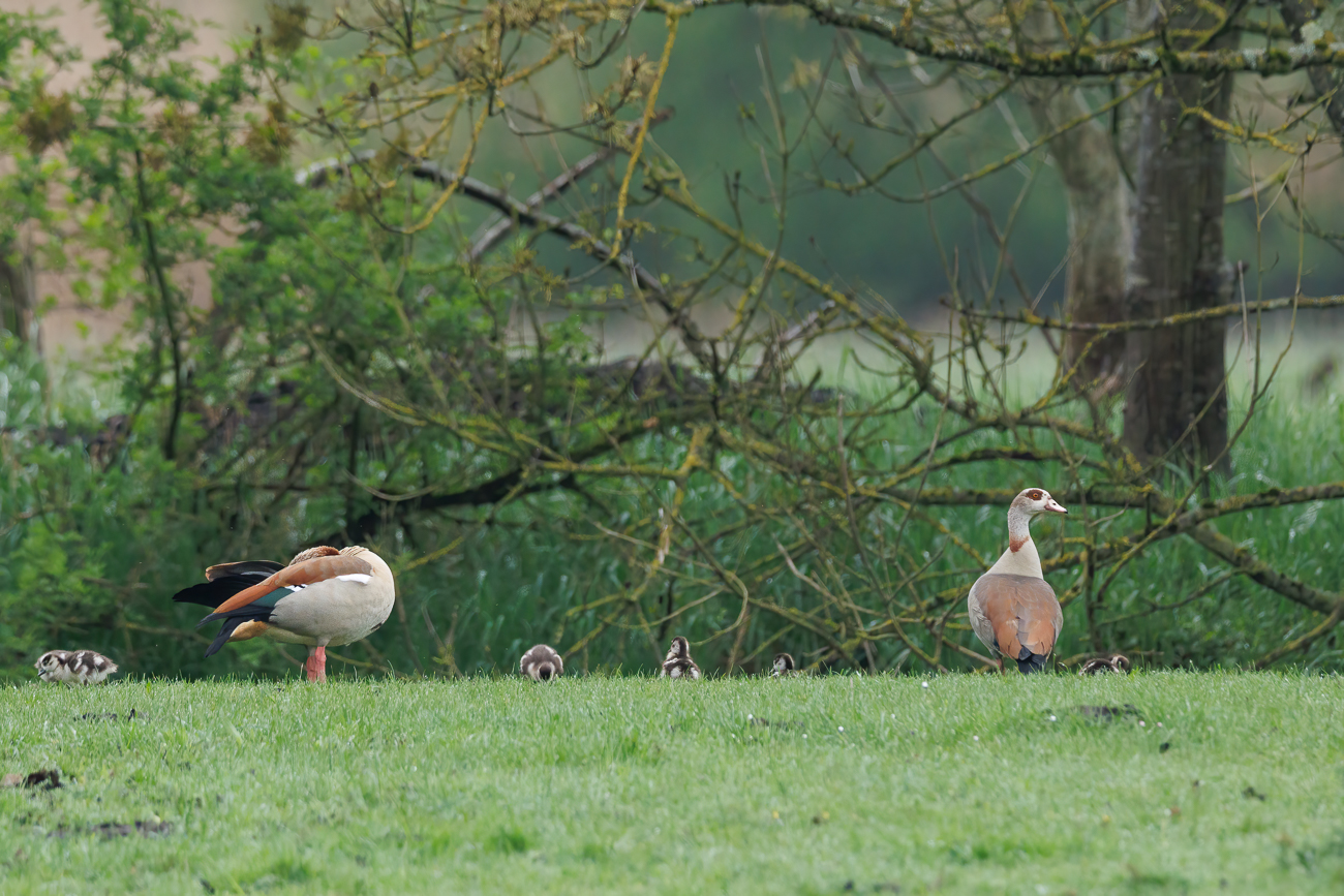 Nilgänse [Alopochen aegyptiaca] mit Nachwuchs, leider zu weit weg