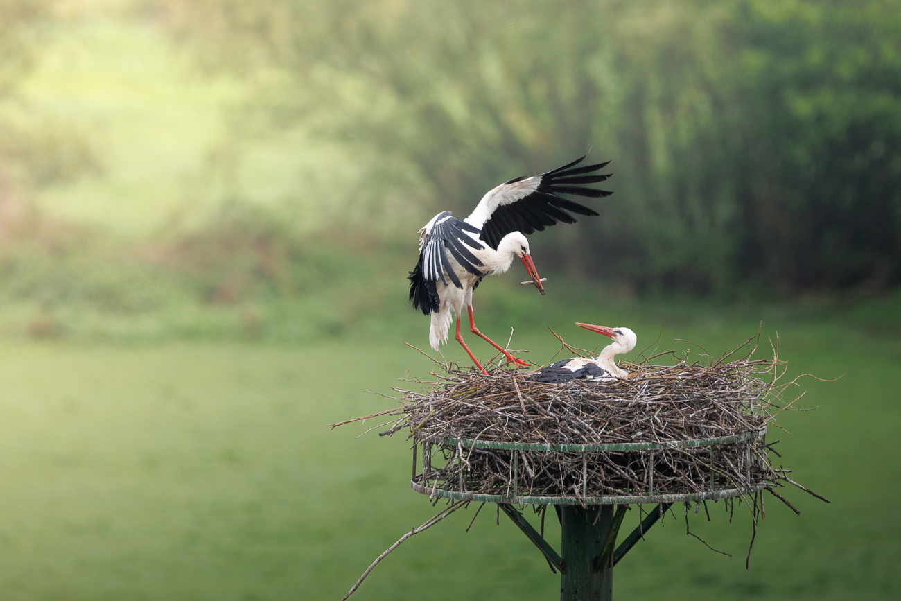 Weiteres Nistmaterial wird beigeschafft ...